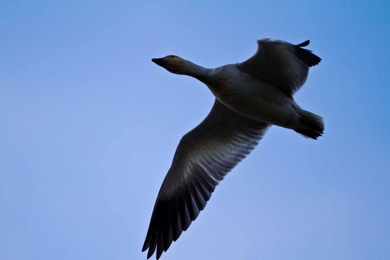 Snow Goose In Flight